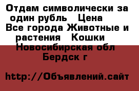 Отдам символически за один рубль › Цена ­ 1 - Все города Животные и растения » Кошки   . Новосибирская обл.,Бердск г.